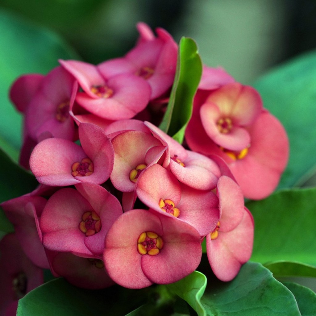 Pink crown of thorns flowers