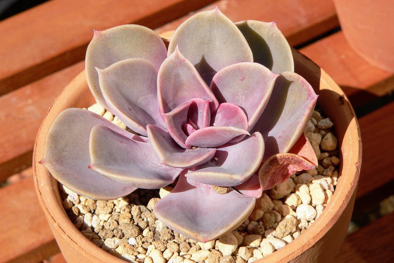 A pink echeveria