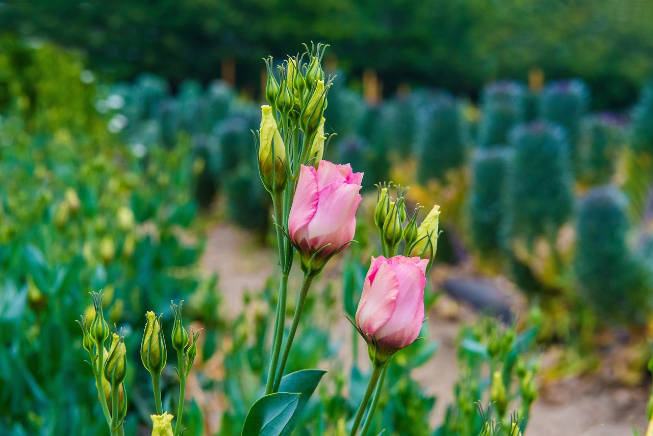 Pink lisianthus flower buds
