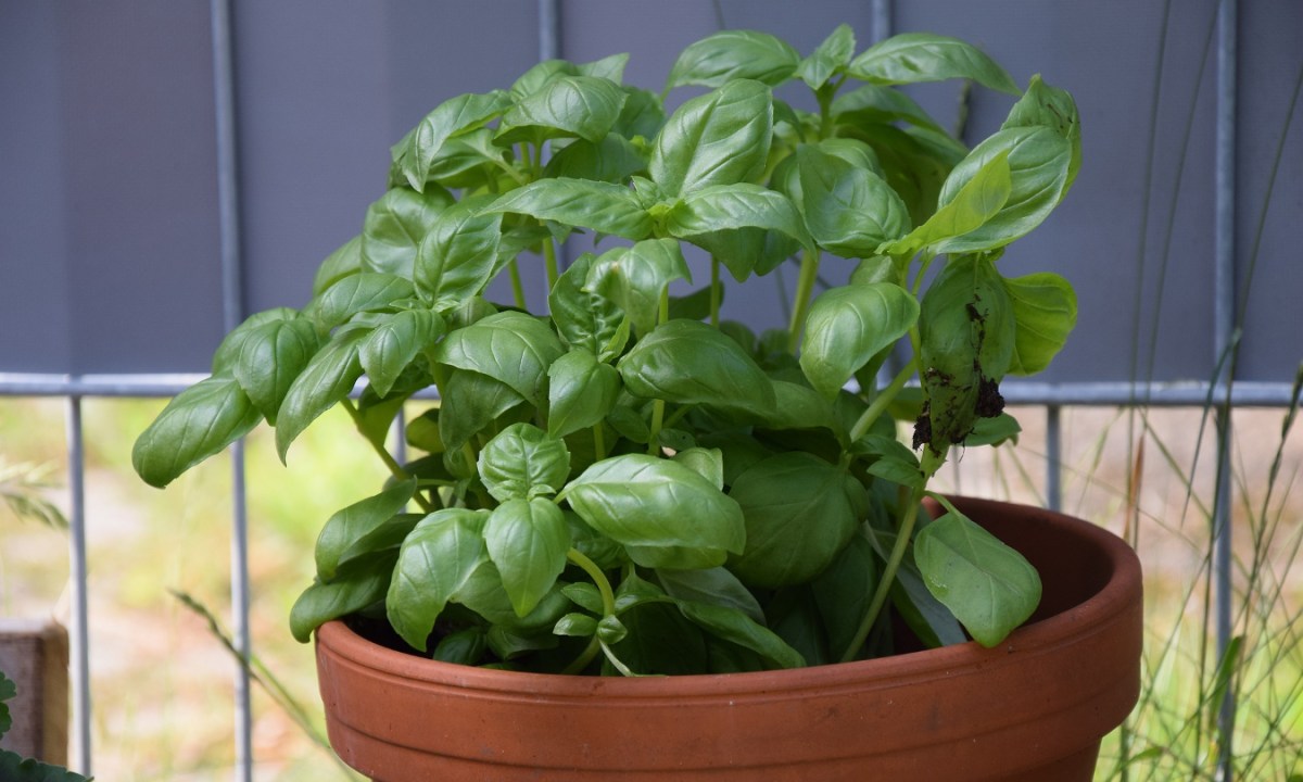 Potted basil plant
