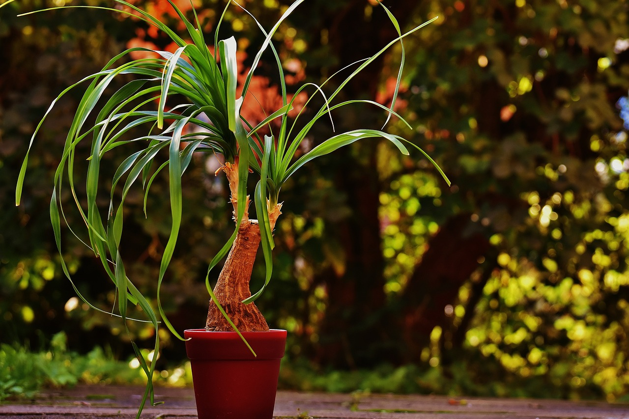 A ponytail palm in a red pot outdoors