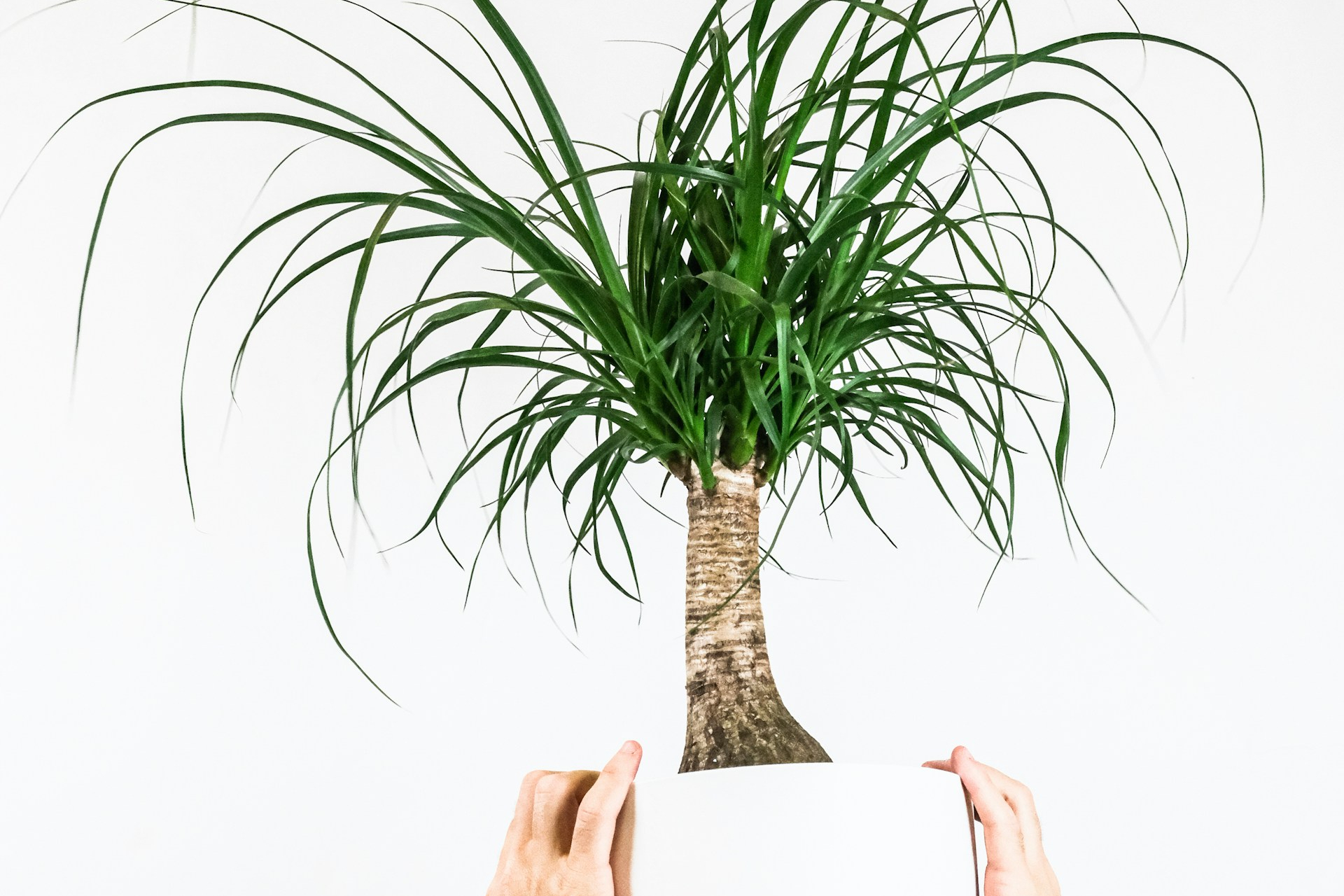 A person holding a ponytail palm in a white pot
