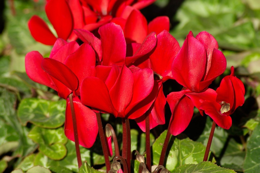 Red cyclamen flowers
