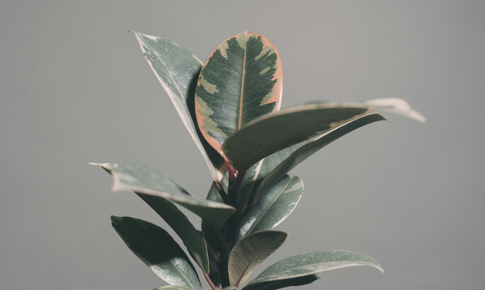 Rubber tree plant