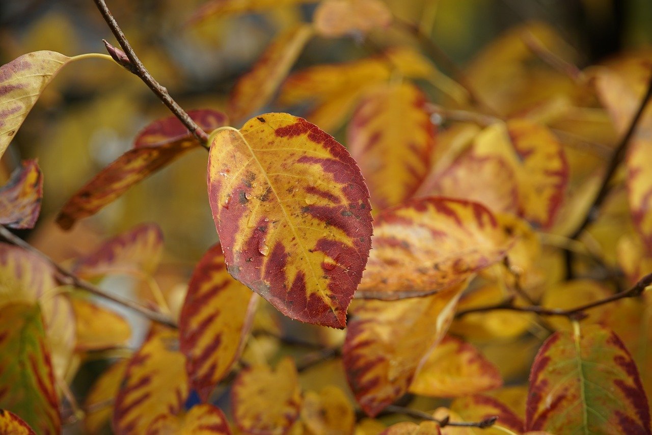 Yellow and red serviceberry leaves