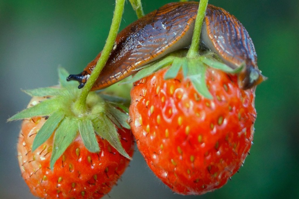 A brown slug on top of two strawberries