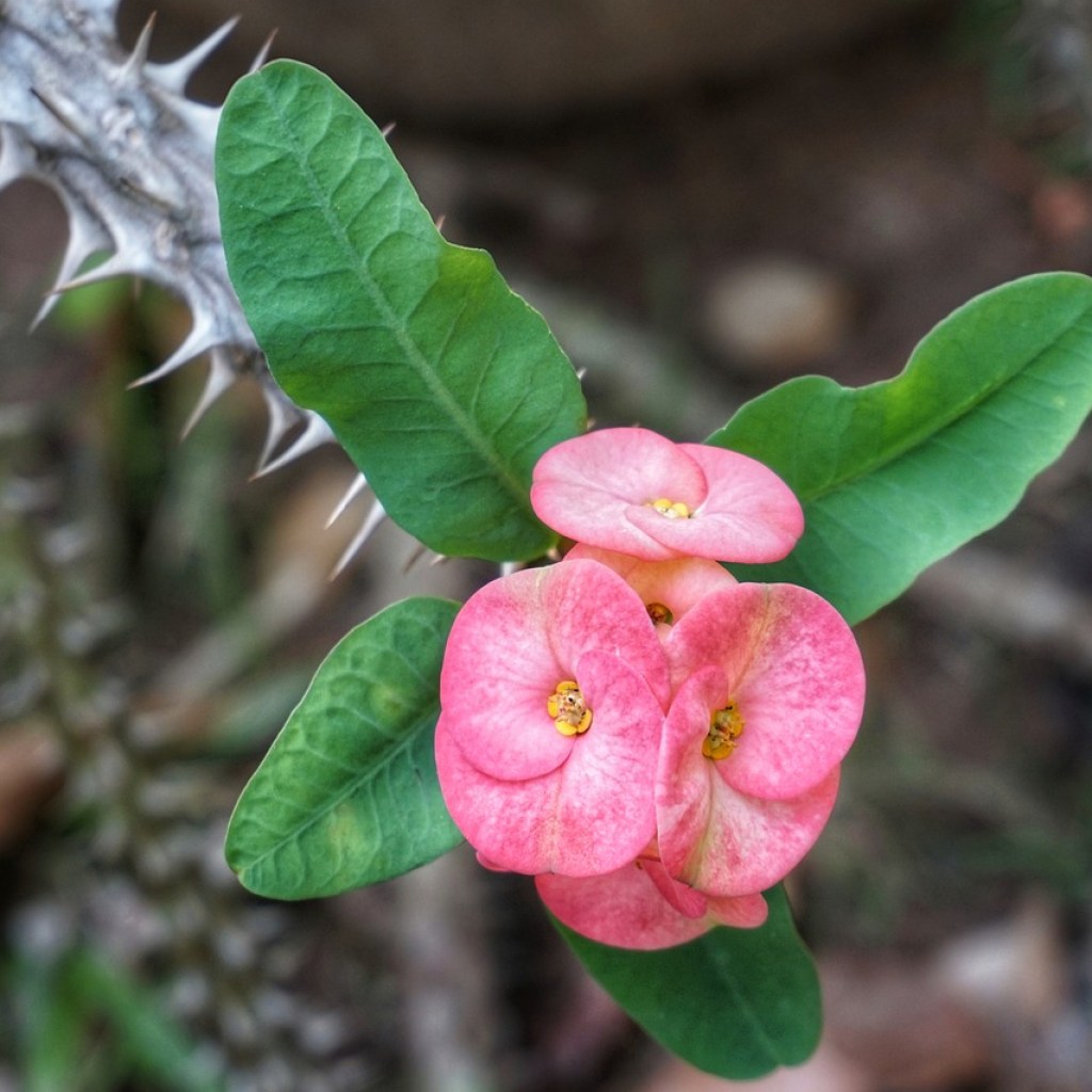 Pink crown of thorns flowers with white speckles