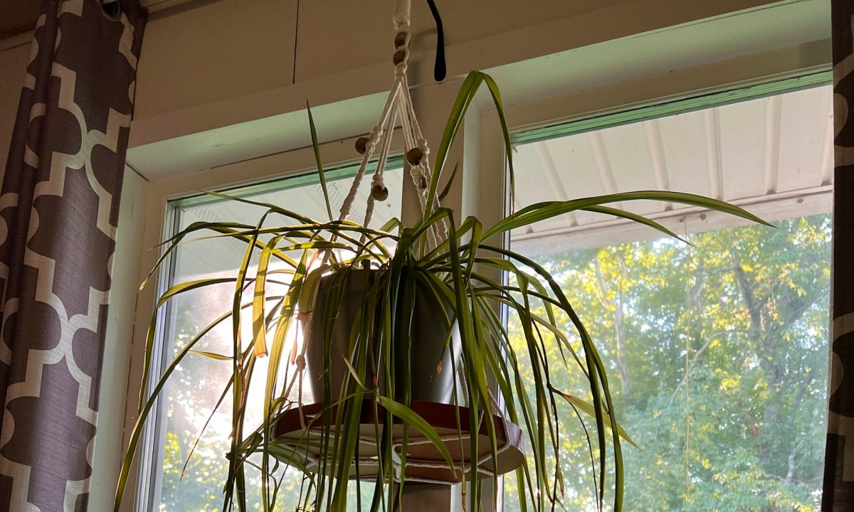 A spider plant in a hanging basket