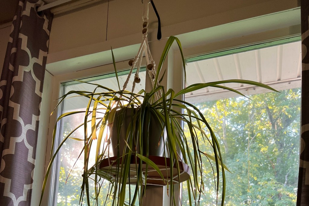 A spider plant in a hanging basket