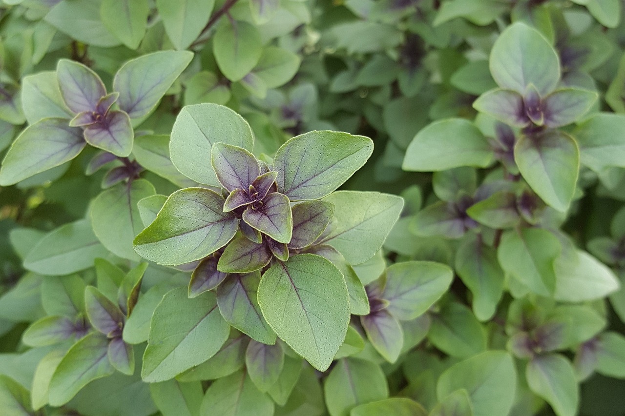 Tulsi basil plant