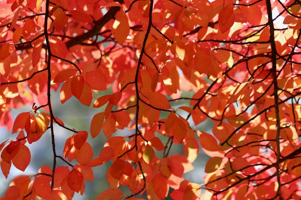 Black tupelo leaves in fall