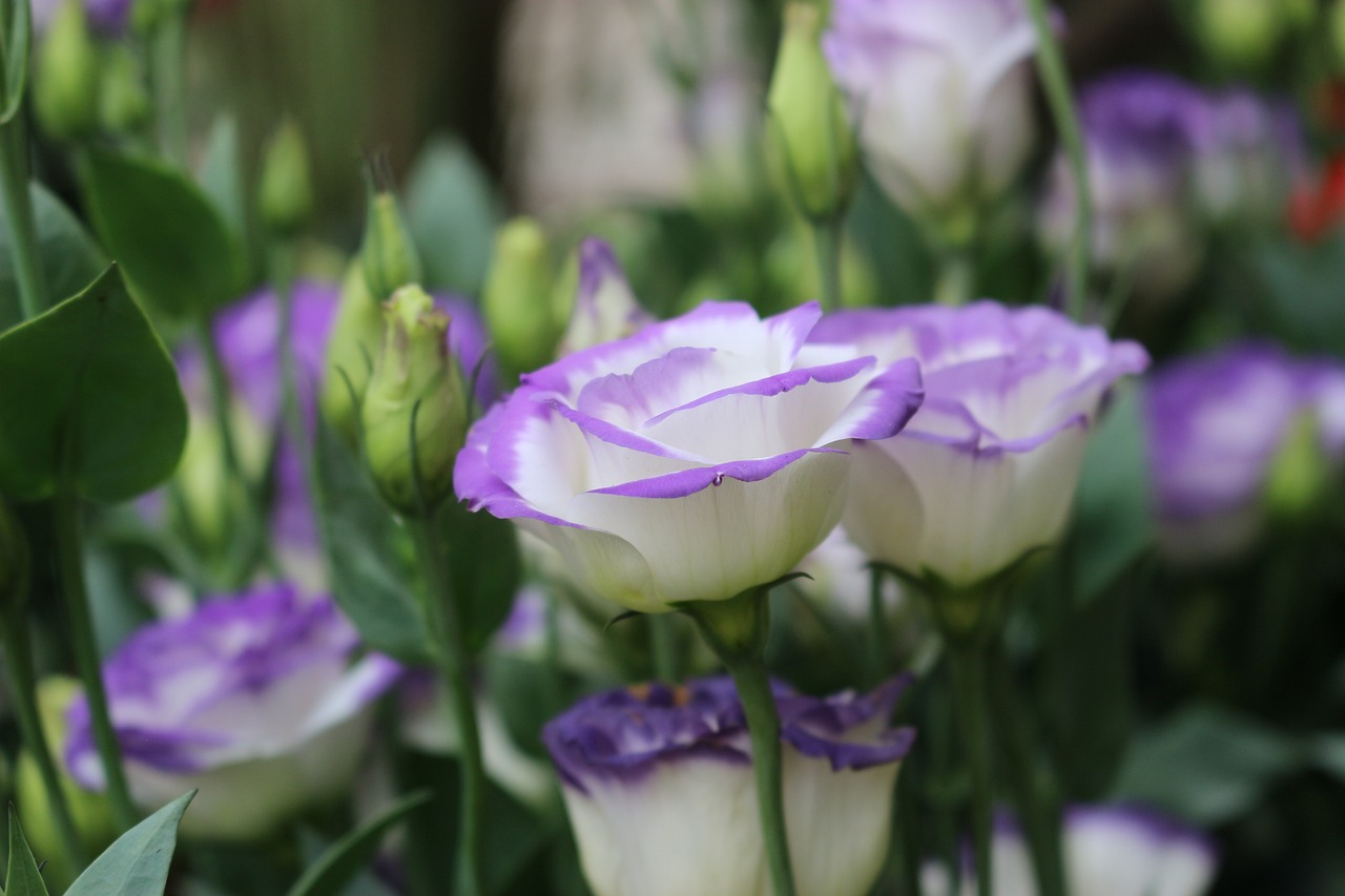 White and purple lisianthus flowers