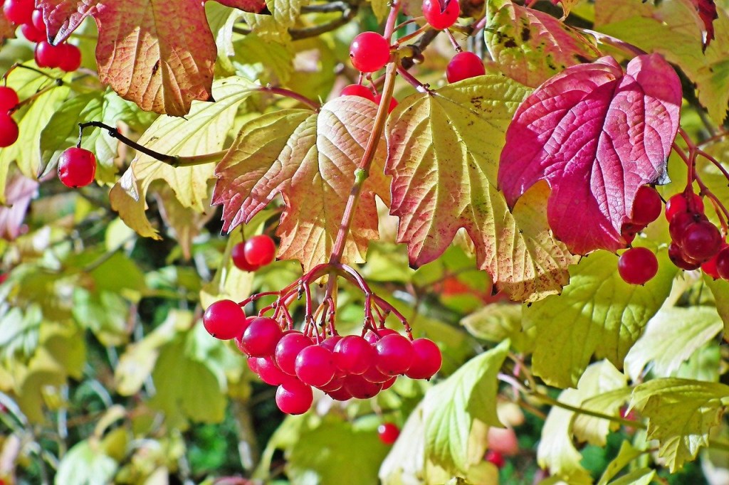 American cranberrybush viburnum berries and fall foliage