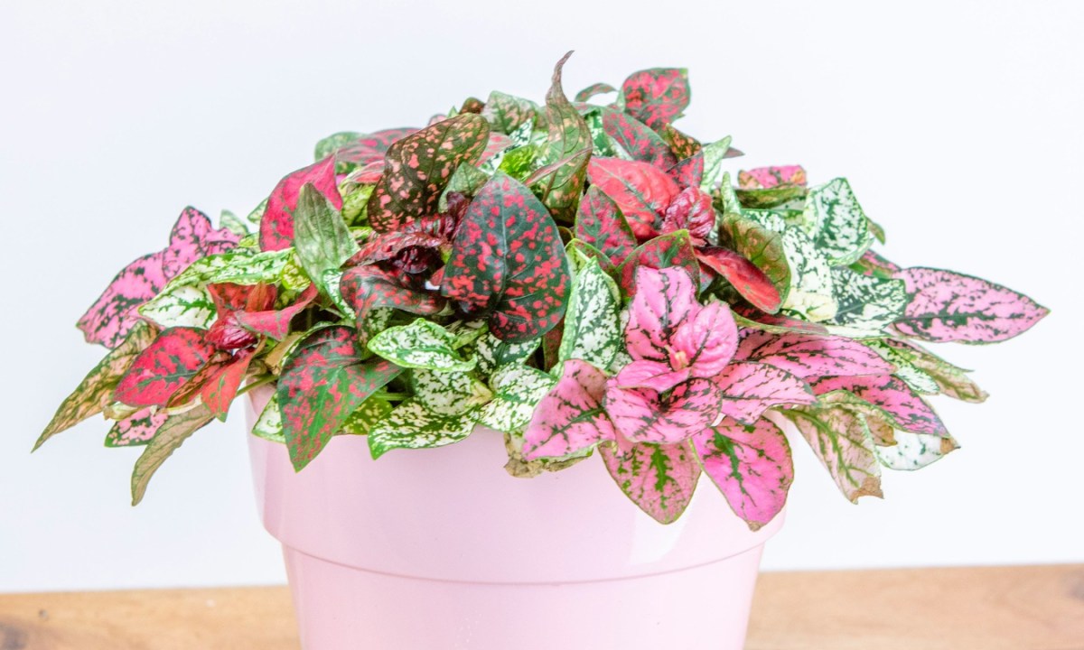 Assorted pink, green, and white polka dot plants in a white pot
