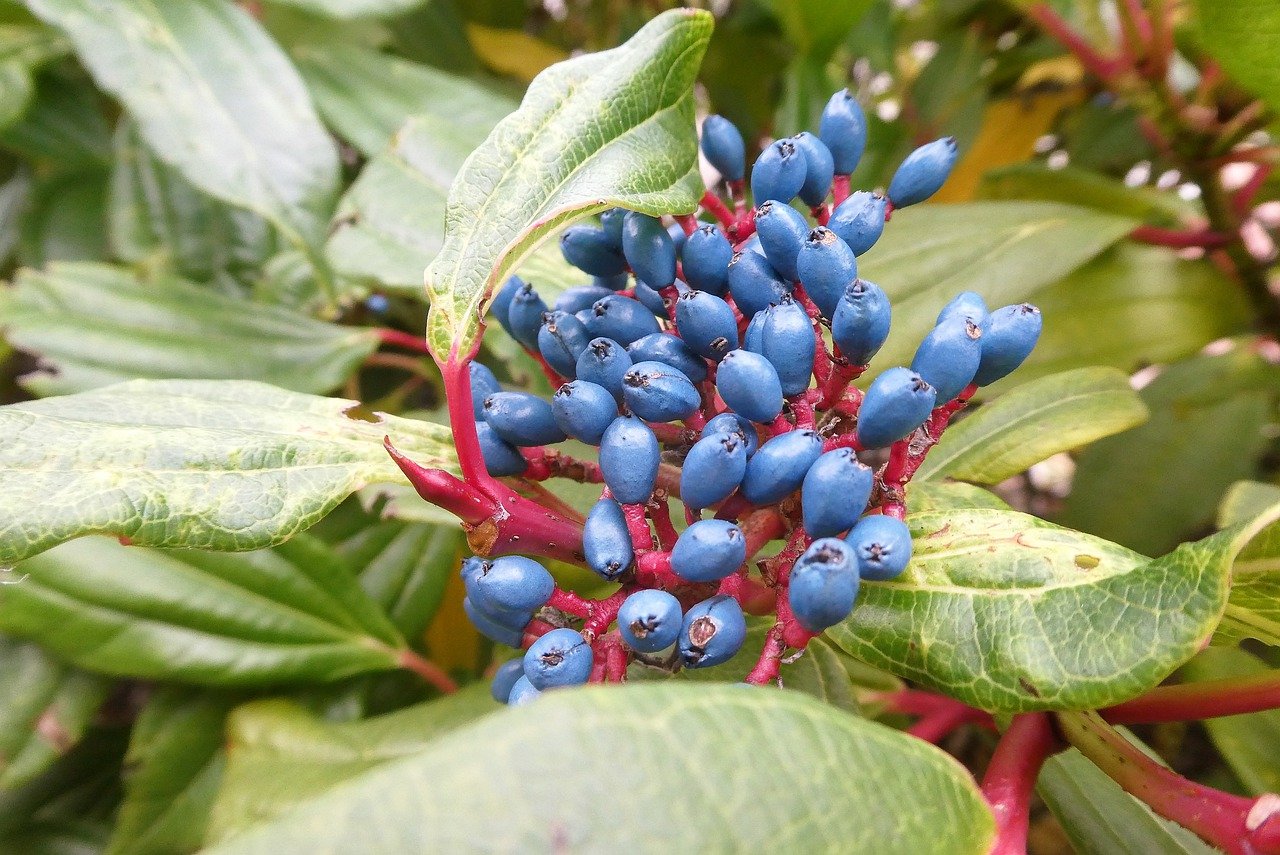 Blue viburnum berries