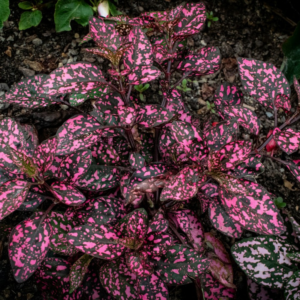 Dark pink and green polka dot plants