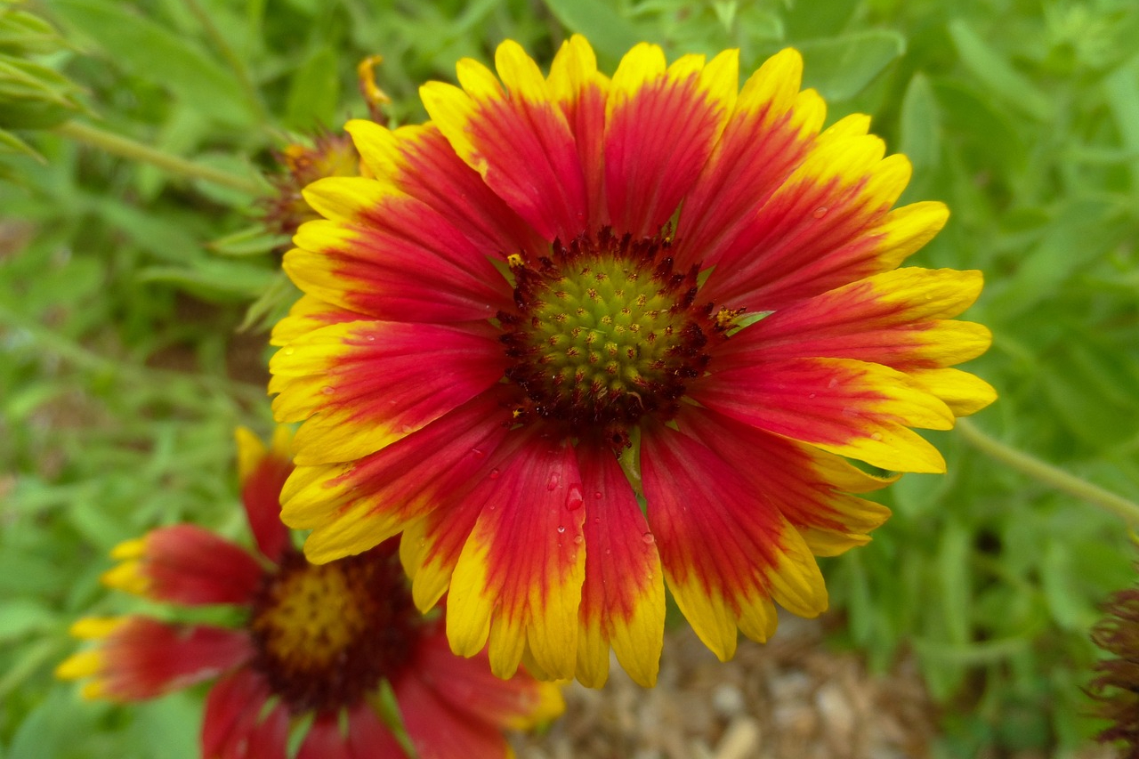 A red and yellow blanket flower.
