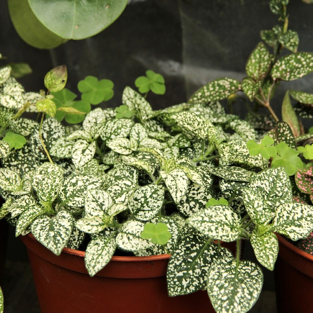 Green and white polka dot plants