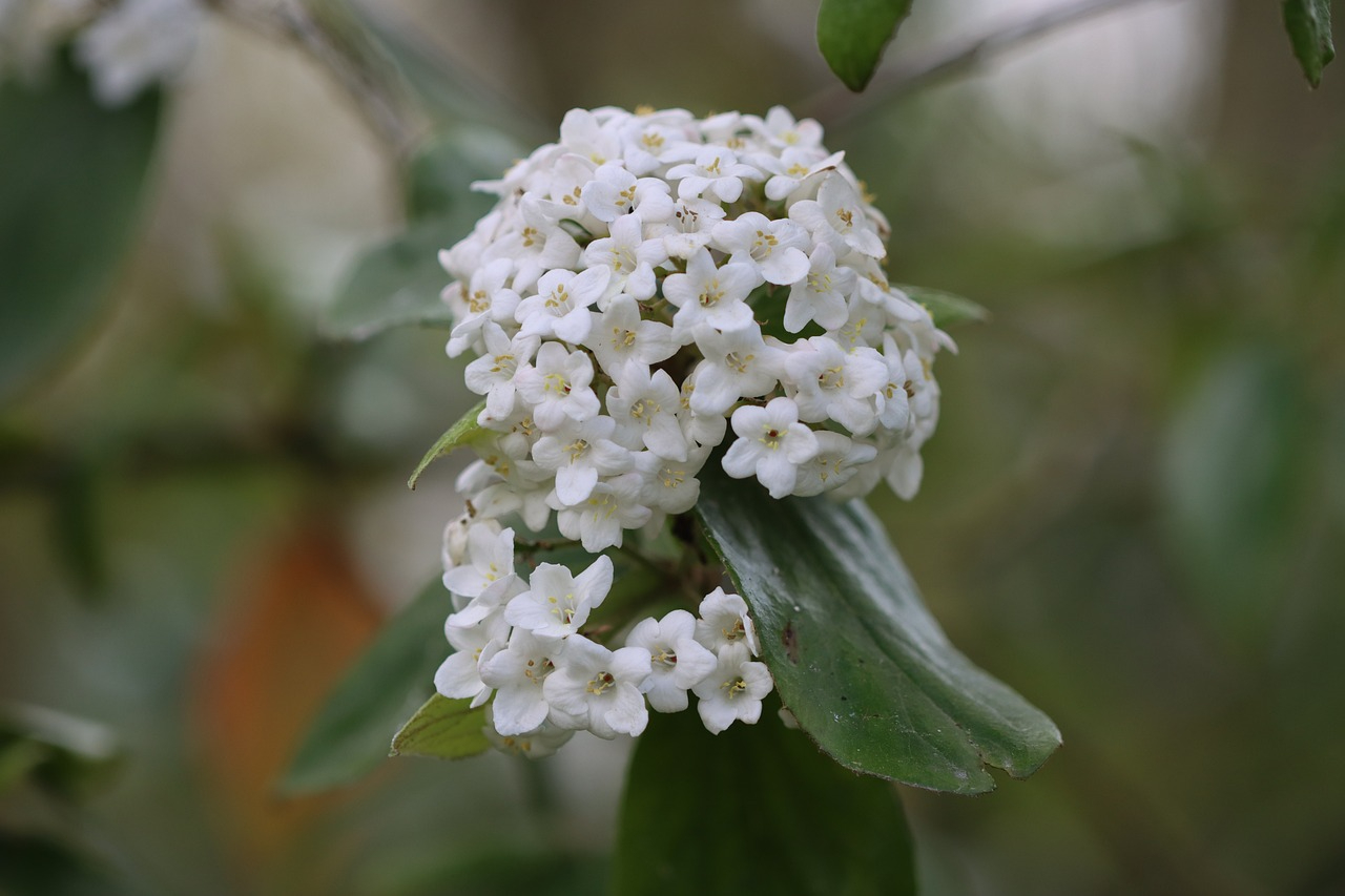 Korean spice viburnum flowers
