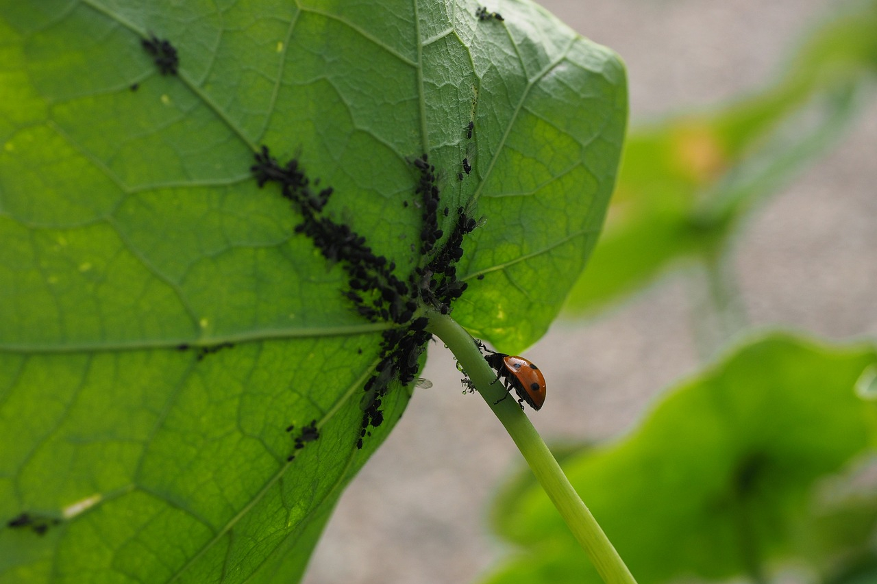 A ladybug eating small black scale insects