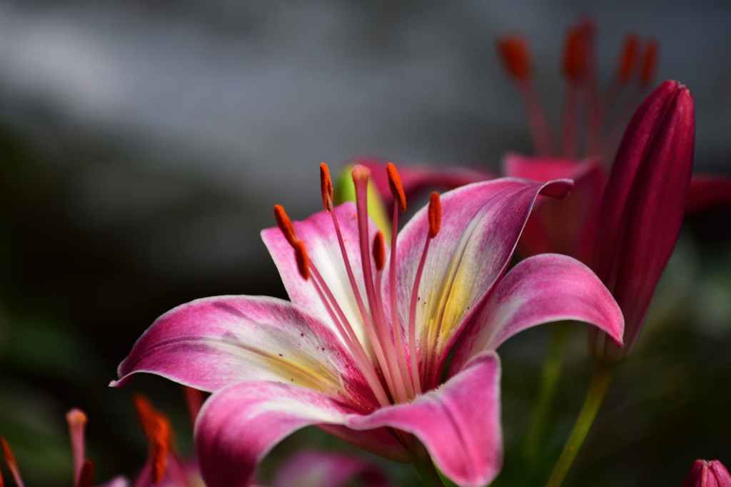 Stargazer lily flower