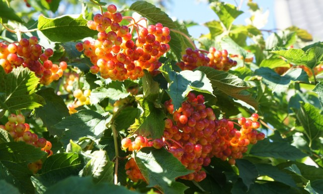 Red and orange viburnum berries