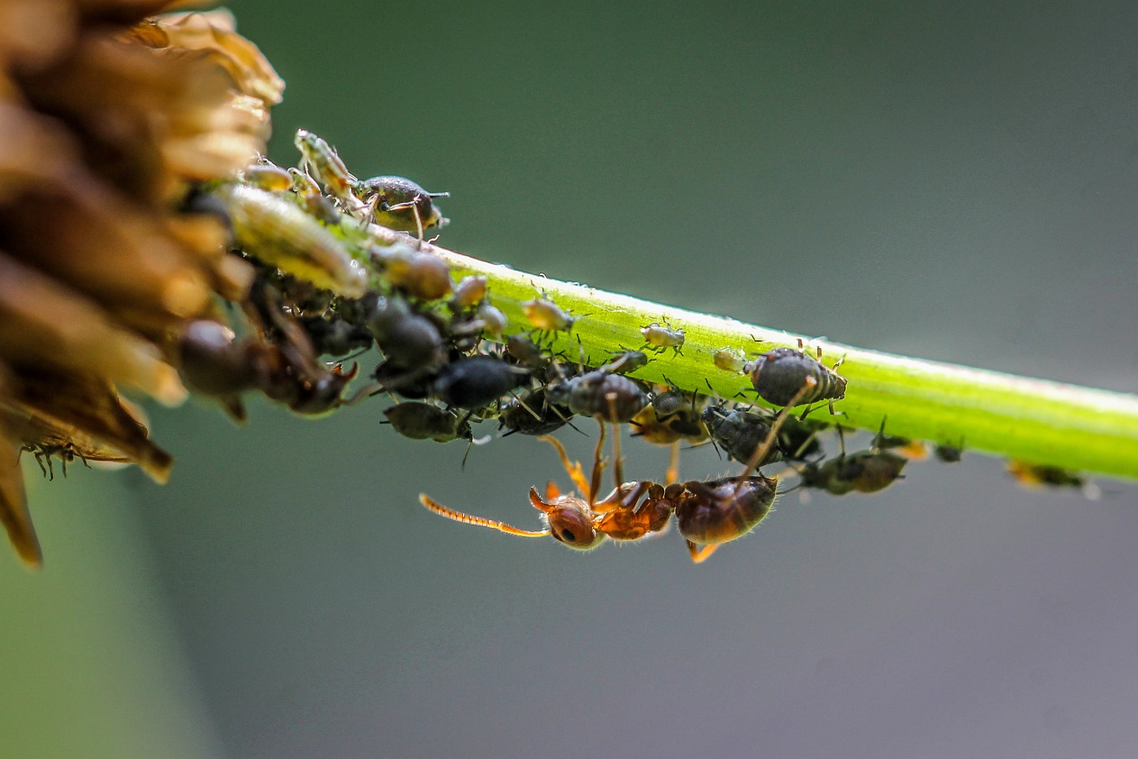 Black scale insects, aphids, and a red ant on a flower stem