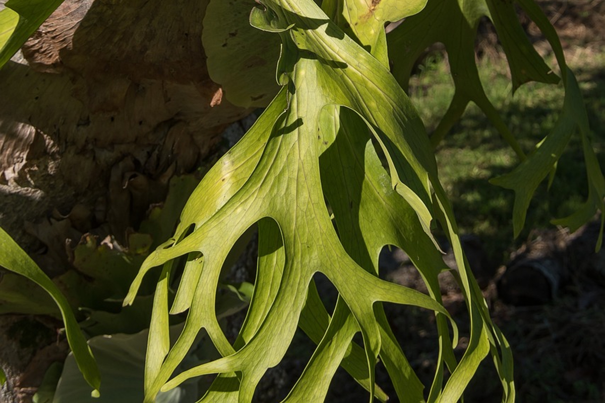 Staghorn fern leaves