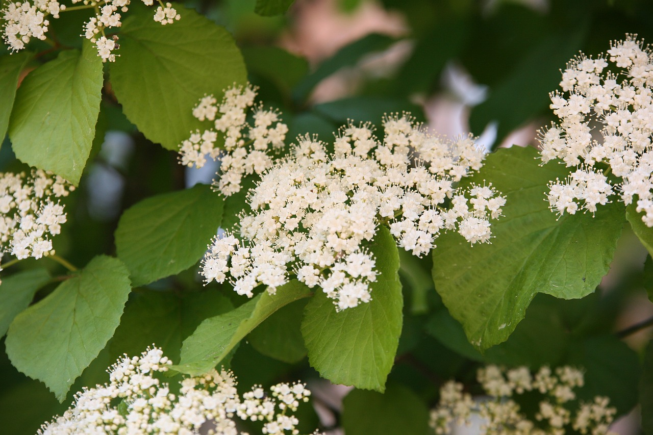 White viburnum flowers
