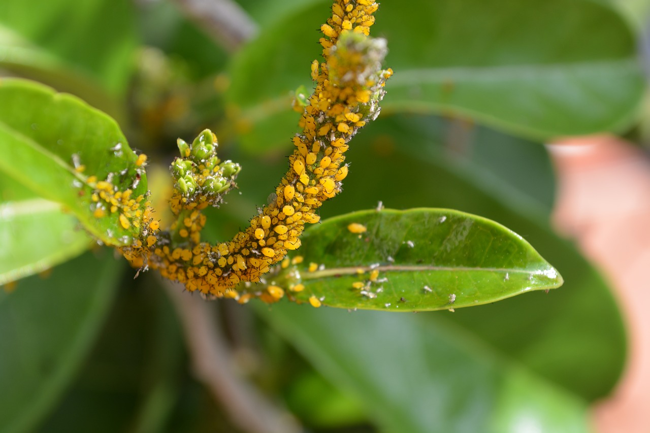 Yellow scale insects infesting a plant
