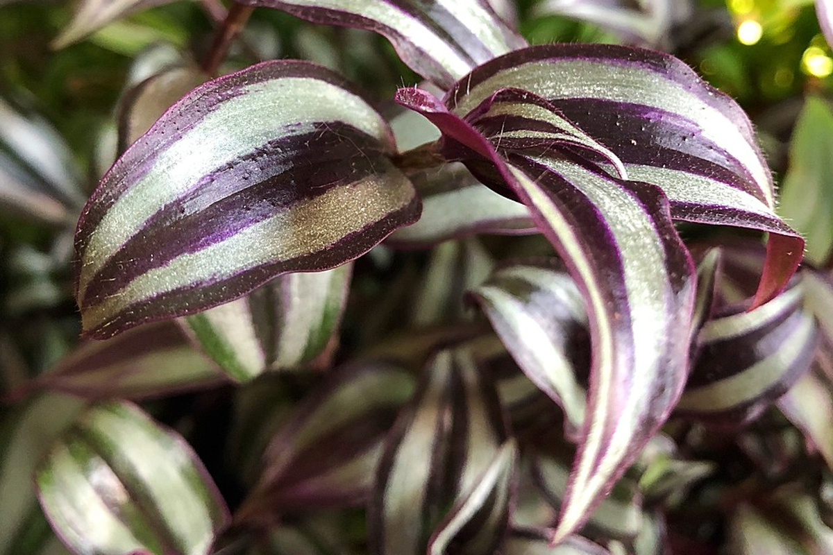 Purple zebrina inch plant leaves