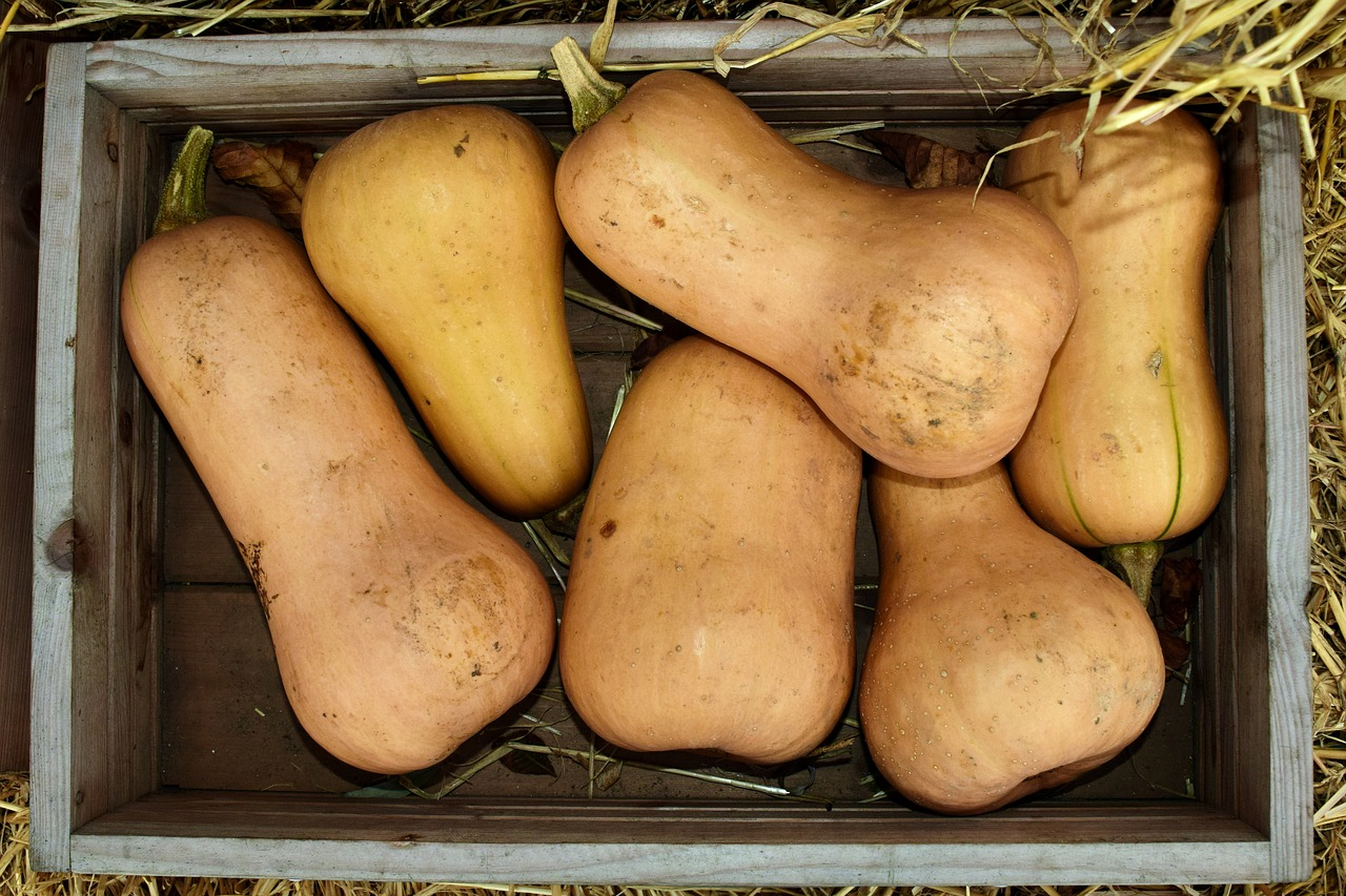 Several butternut squashes in a box