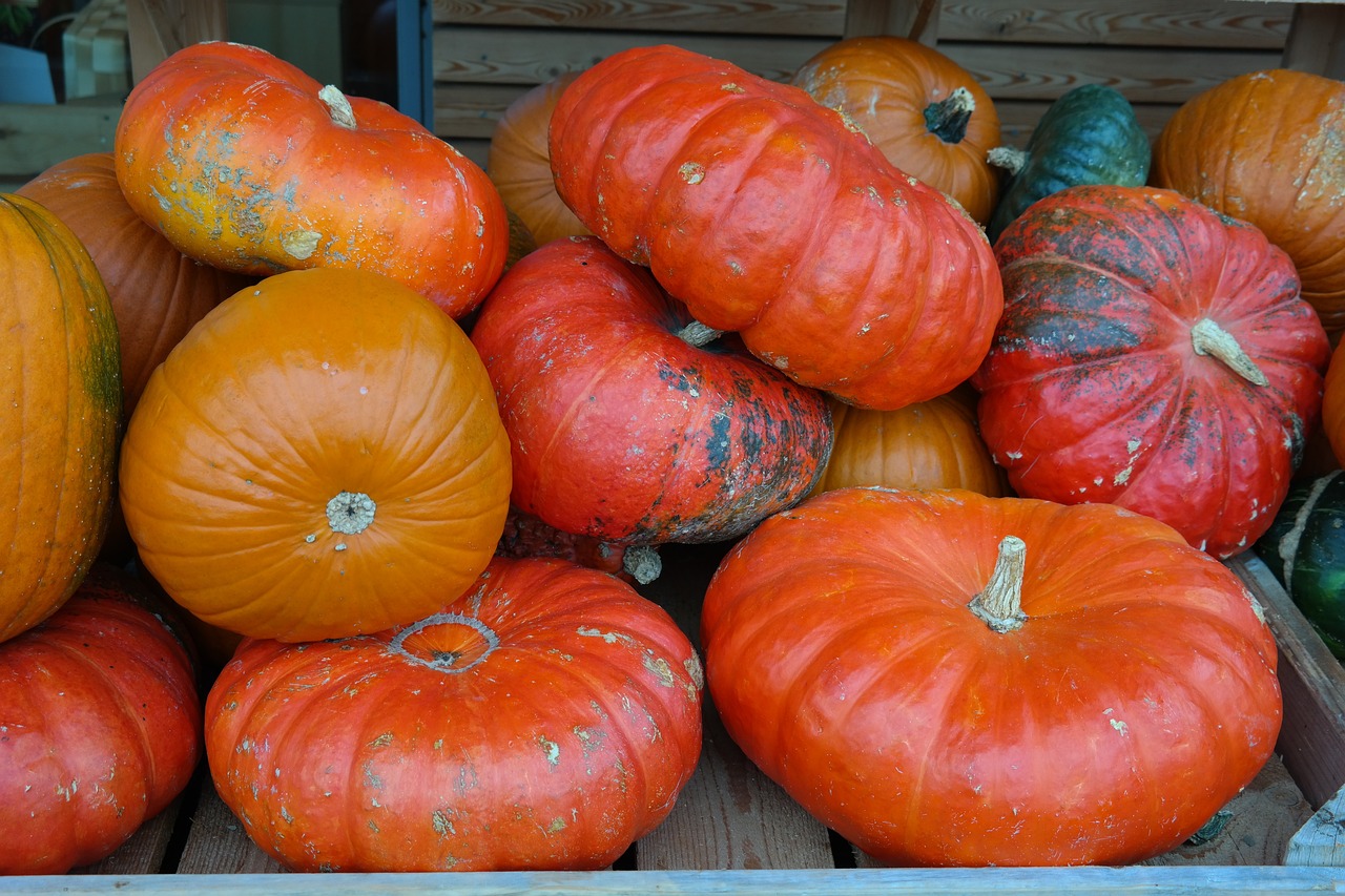 A pile of Cinderella pumpkins