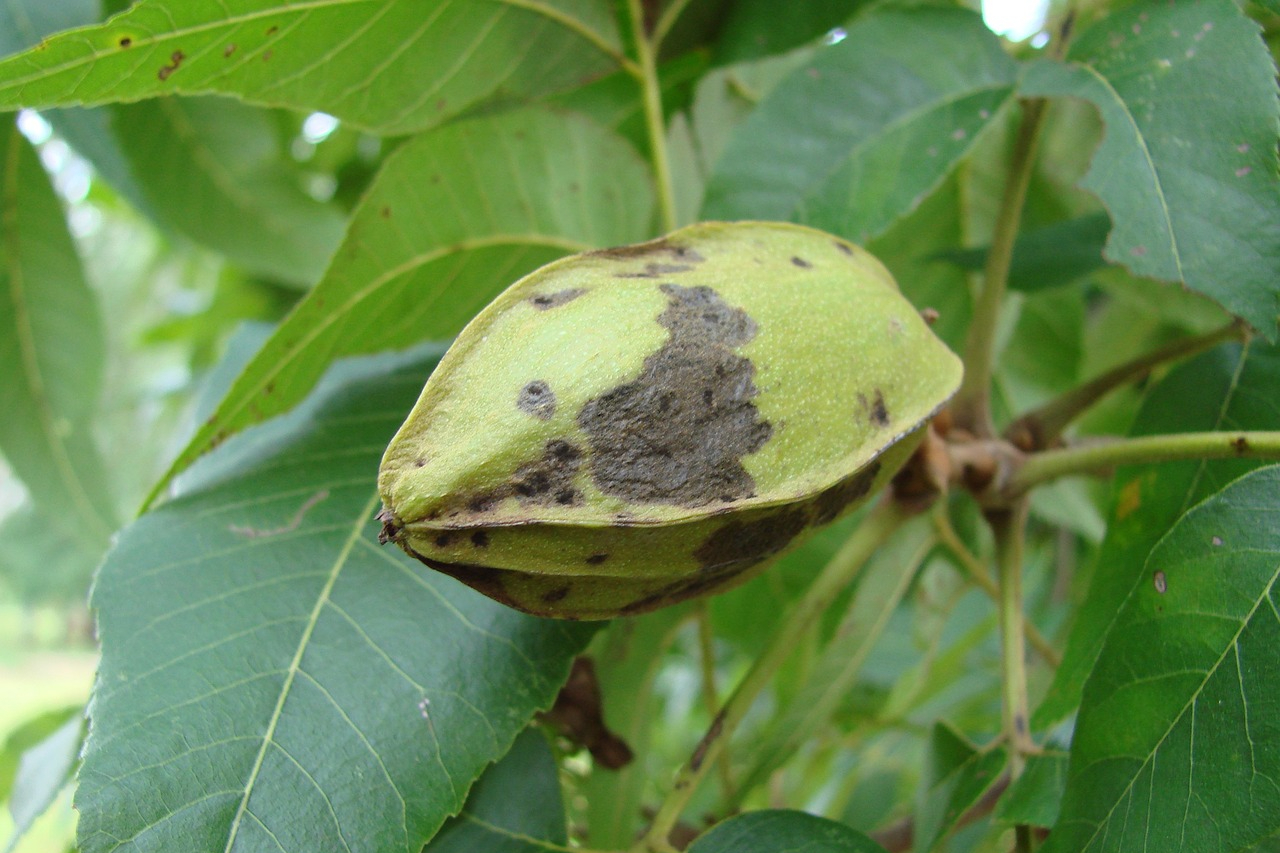 A hickory nut