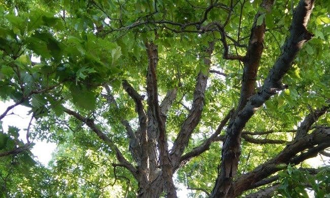 Hickory tree branches
