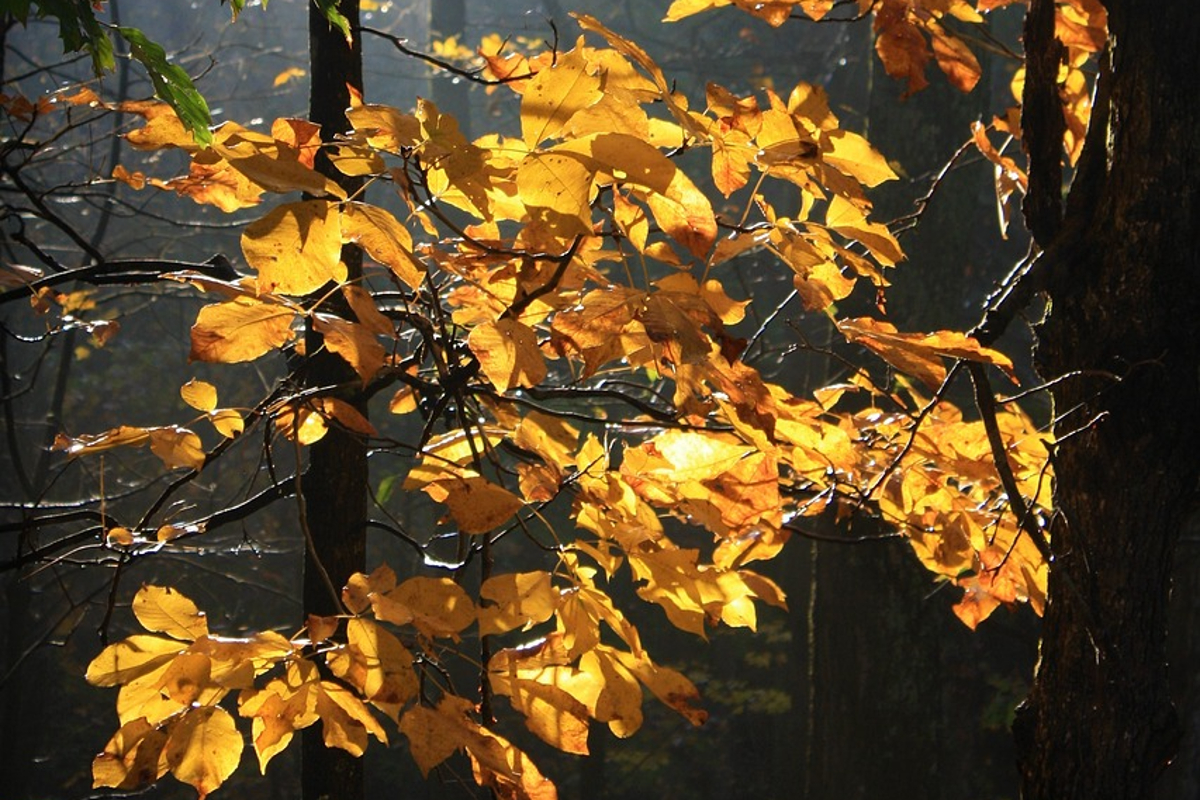 Hickory tree in fall