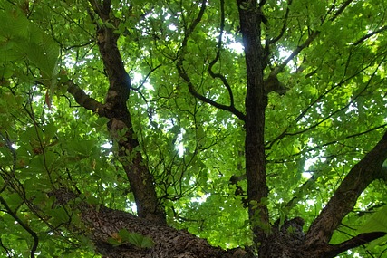 Hickory tree seen from below