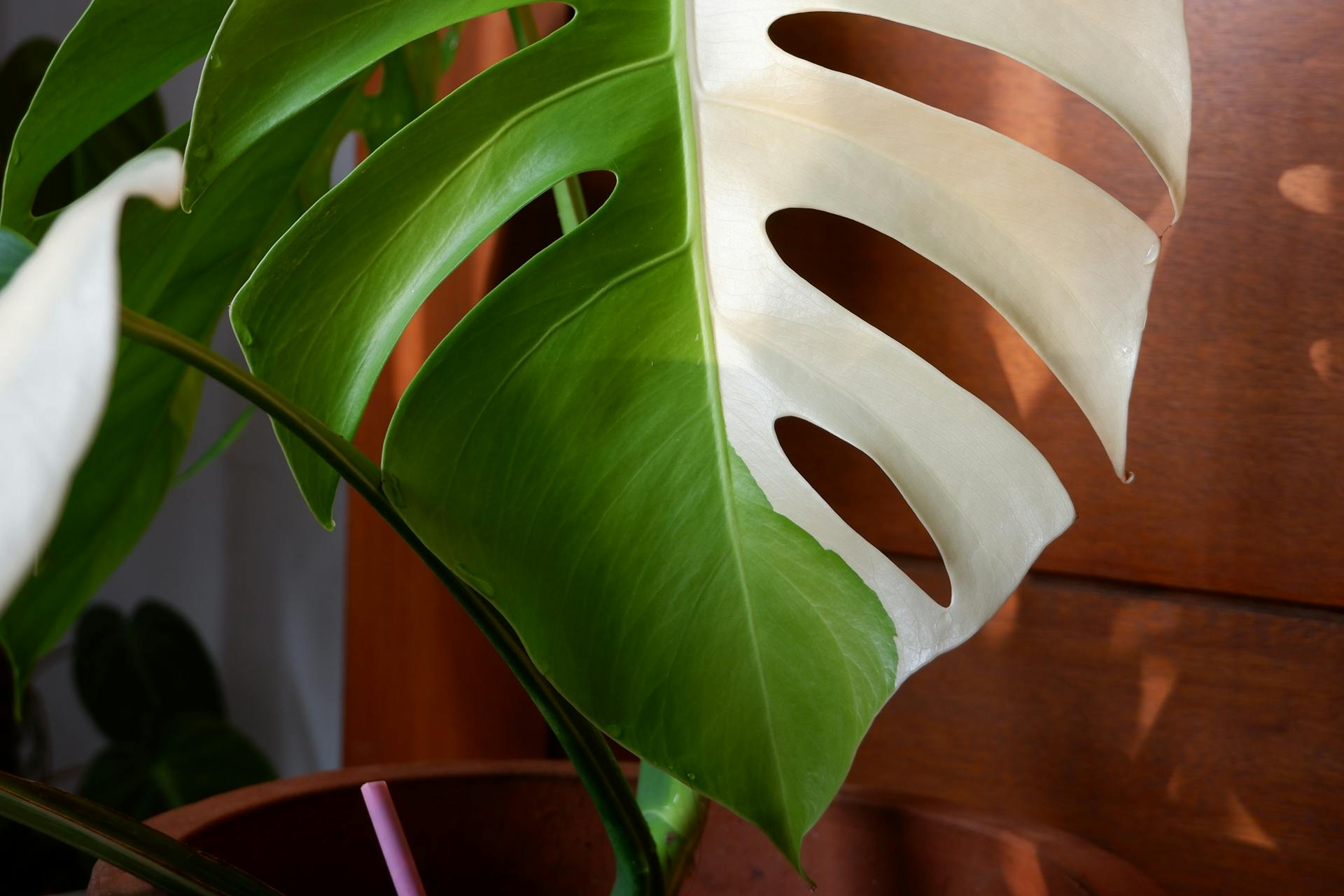 A monstera albo "half moon"