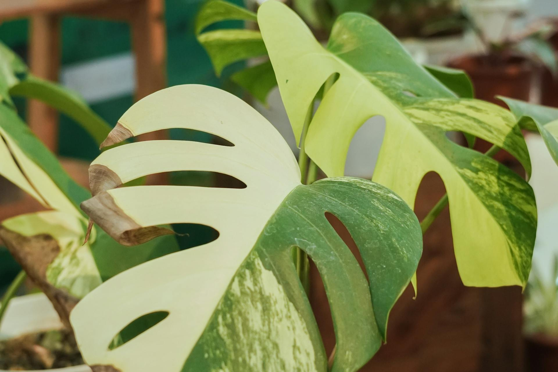 Two monstera albos, one with yellow instead of white