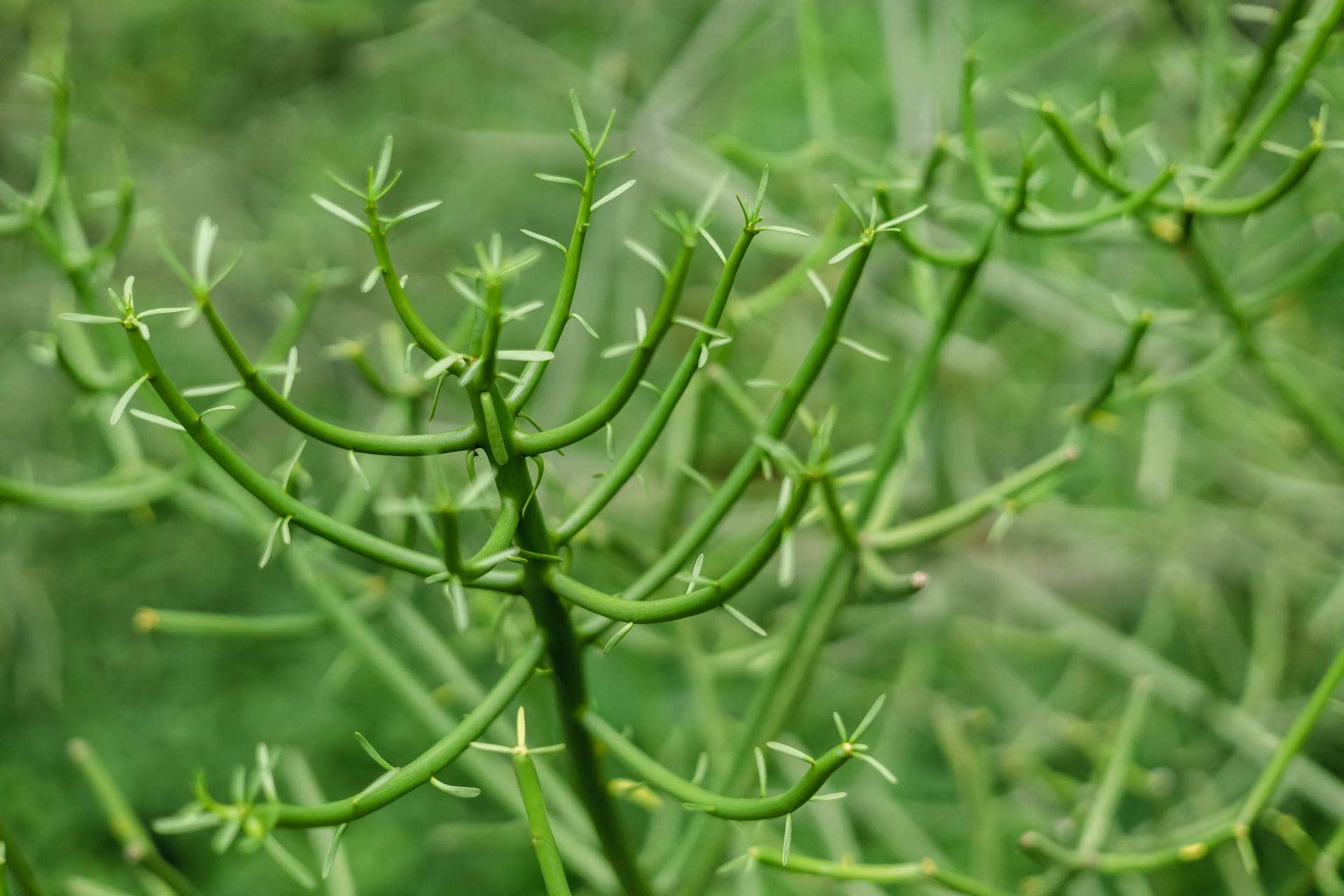 A close up of a pencil cactus