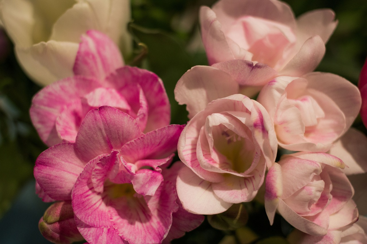 Pink freesia flowers