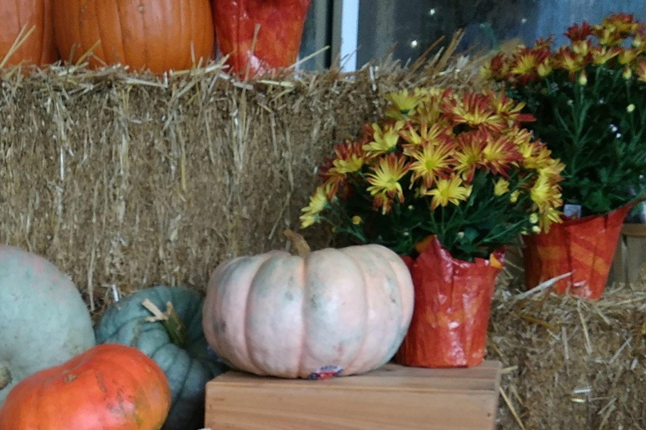 A porcelain doll pumpkin