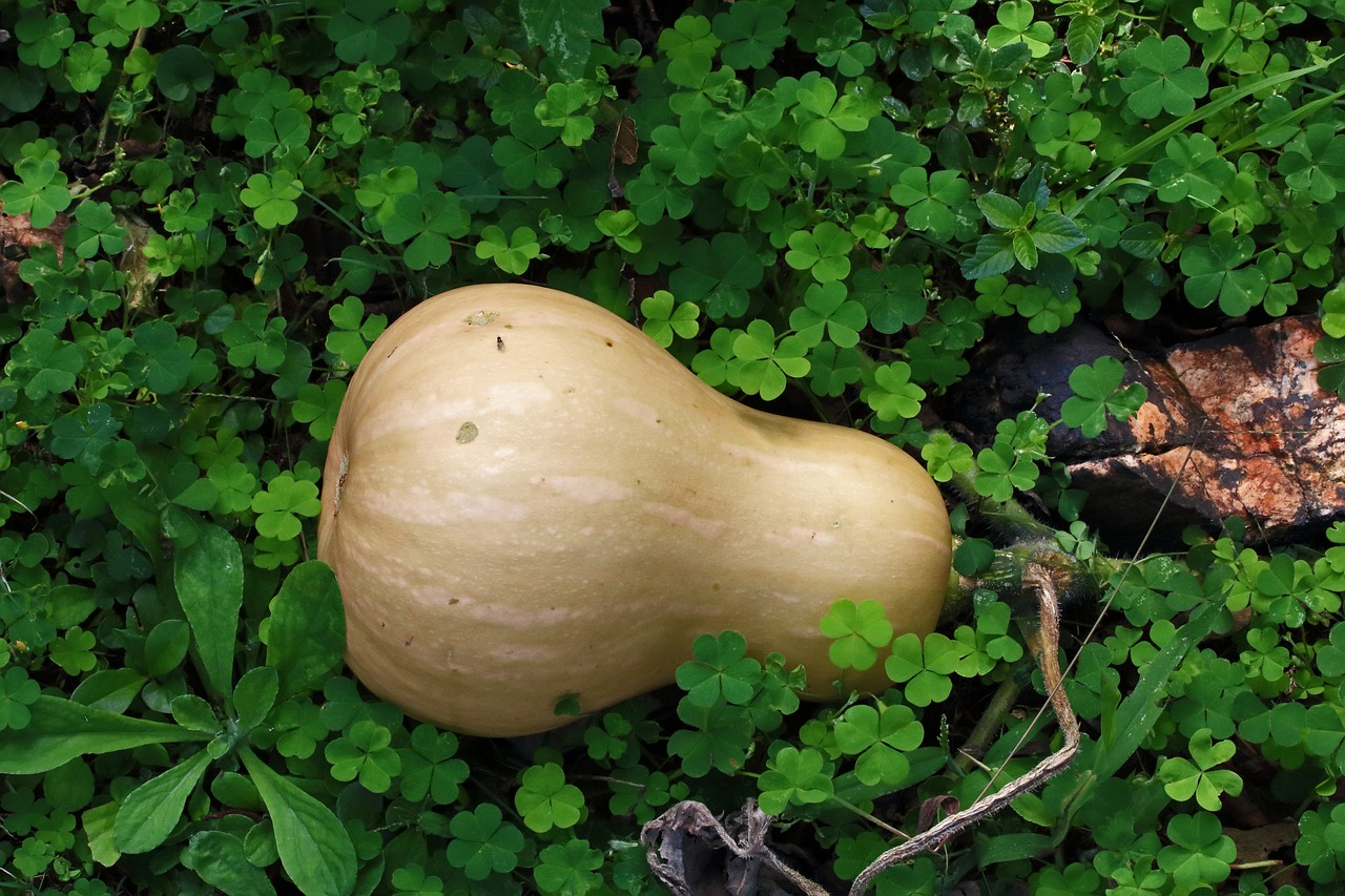 A ripe butternut squash lying on clovers