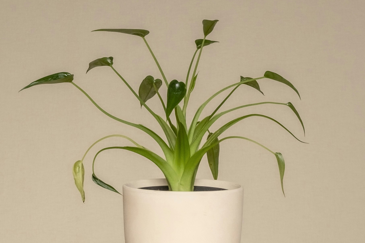 A tiny dancer alocasia in a white pot