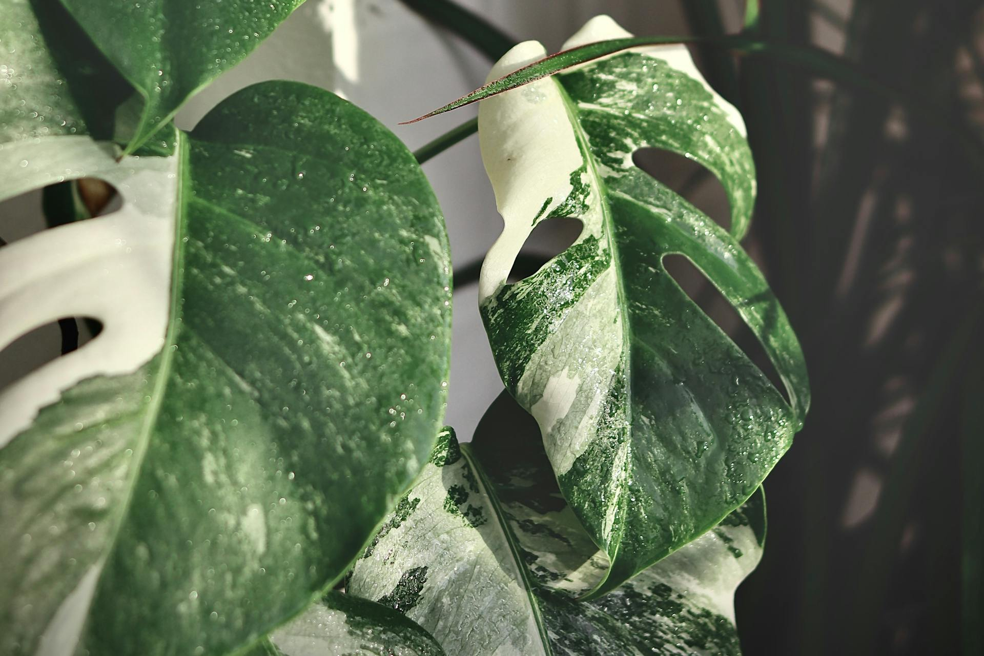 How to care for monstera albo HappySprout