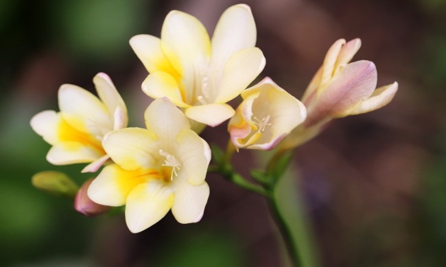 White freesia flowers