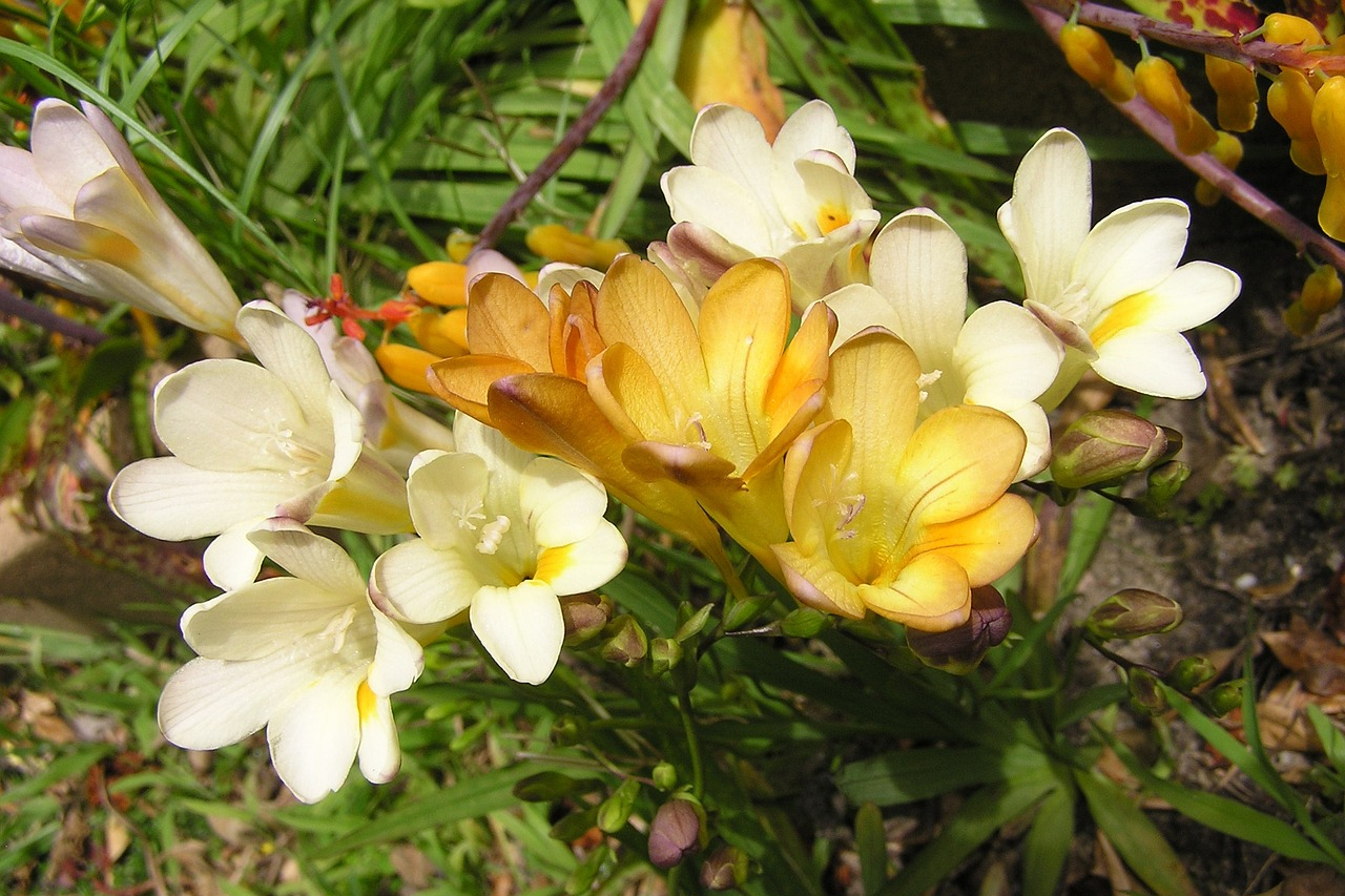 Freesia care: What you need to know about these fragrant flowers (1) Freesia care: What you need to know about these fragrant flowers (1)