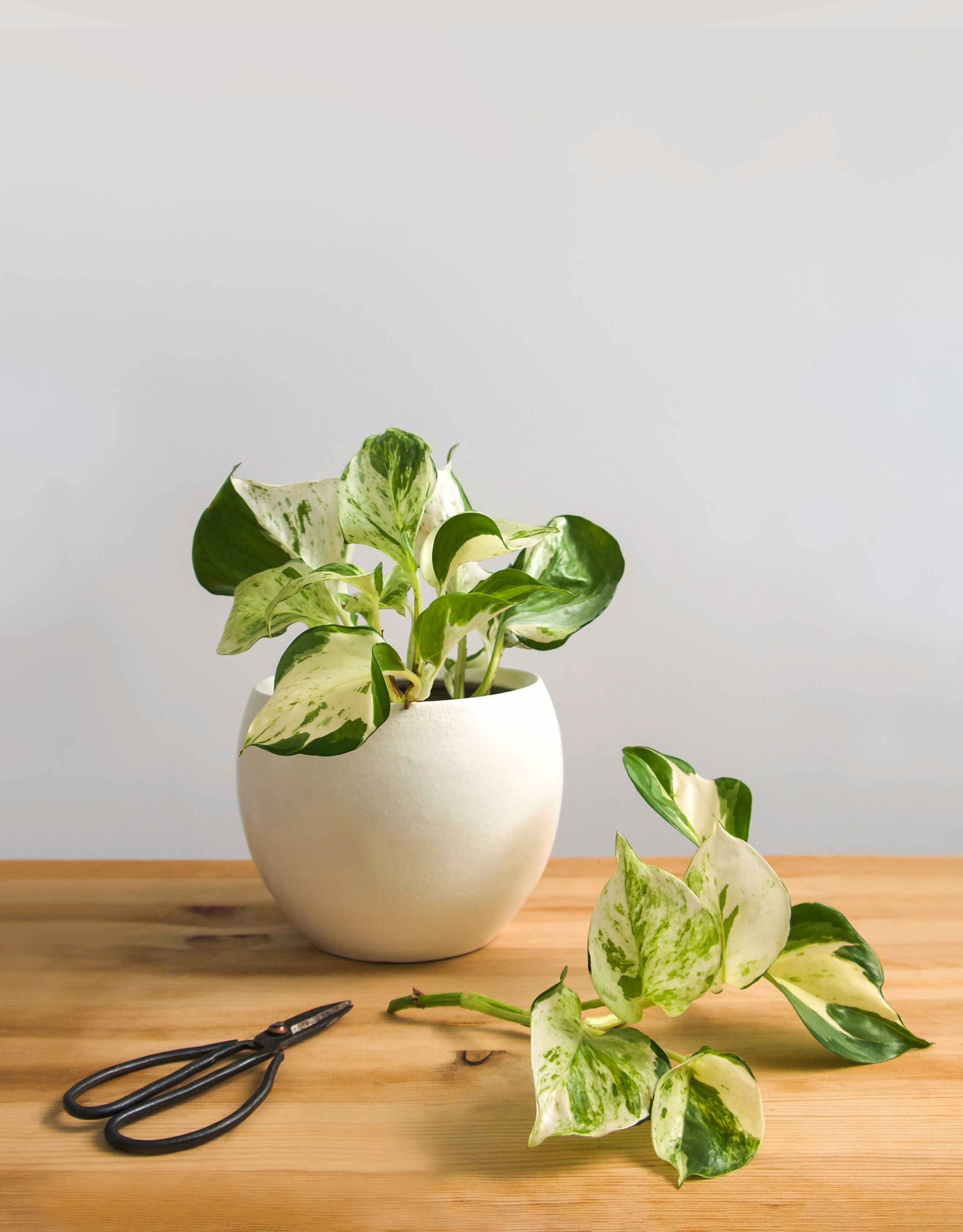 Manjula pothos propogation