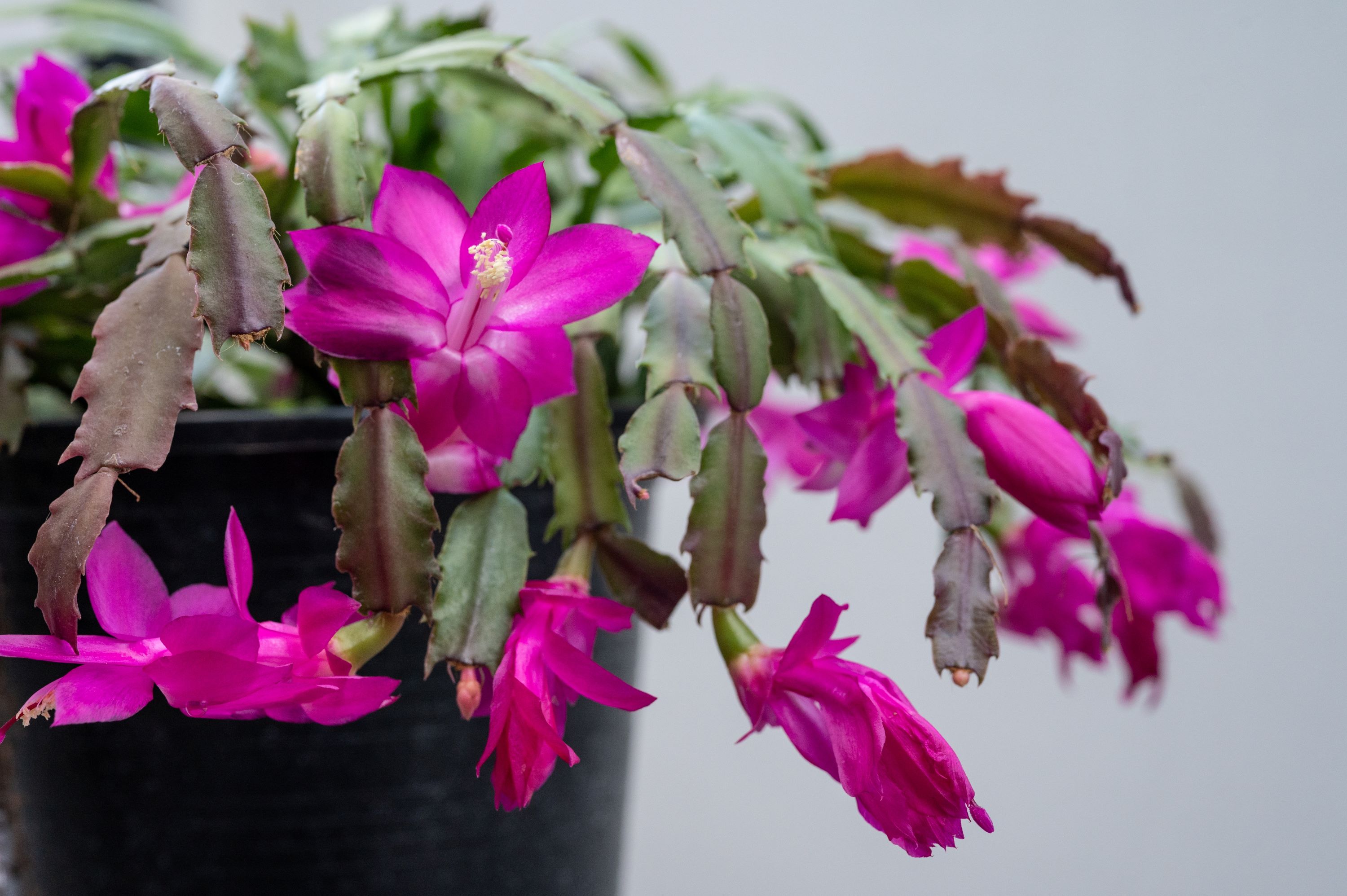 Thanksgiving cactus purple