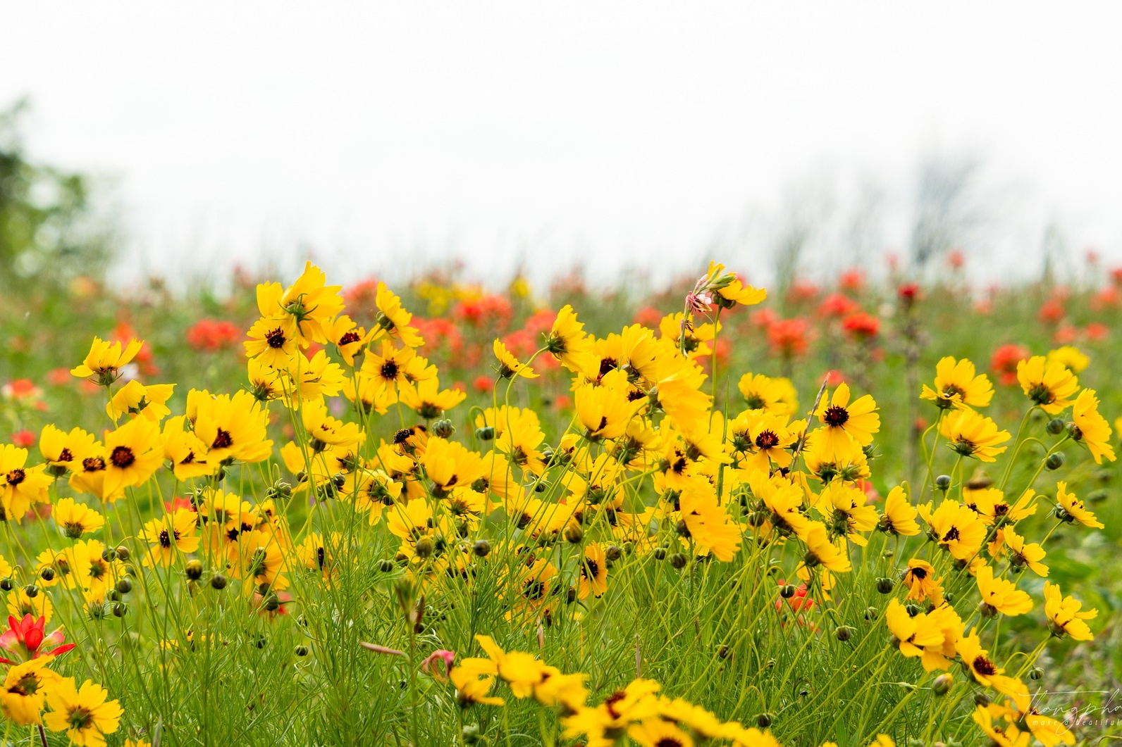A field of coreopsis flowers